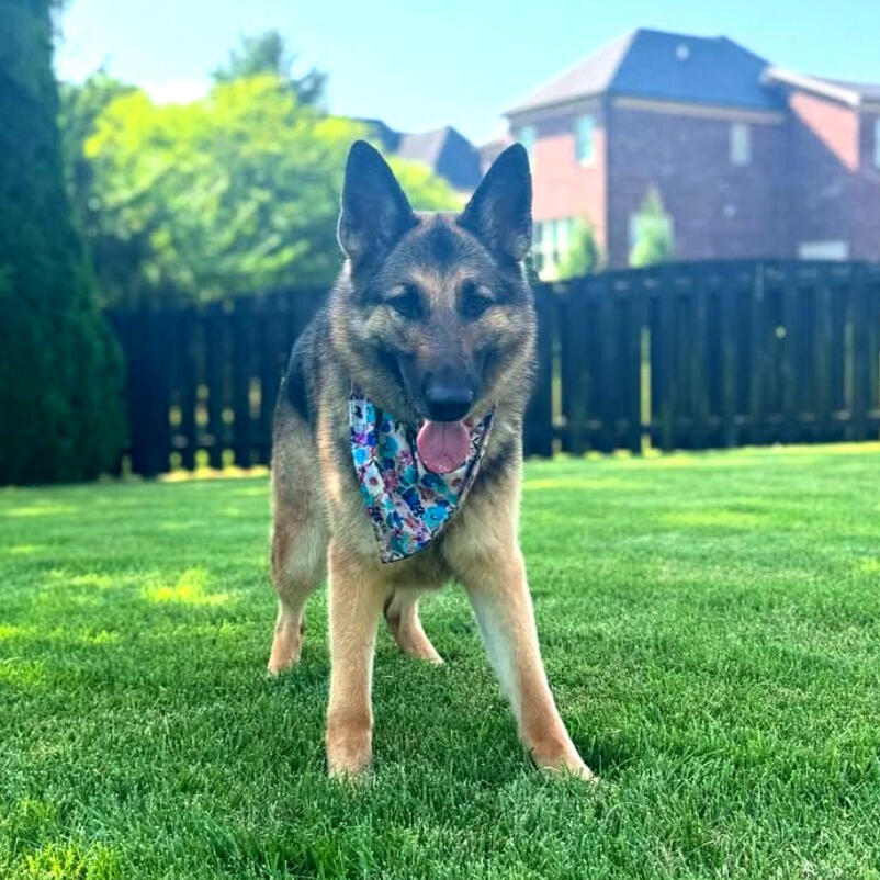 Ezra A brown and black German Shepard wearing a floral bandana, panting and standing in a green, grassy yard on a bright, sunny day.